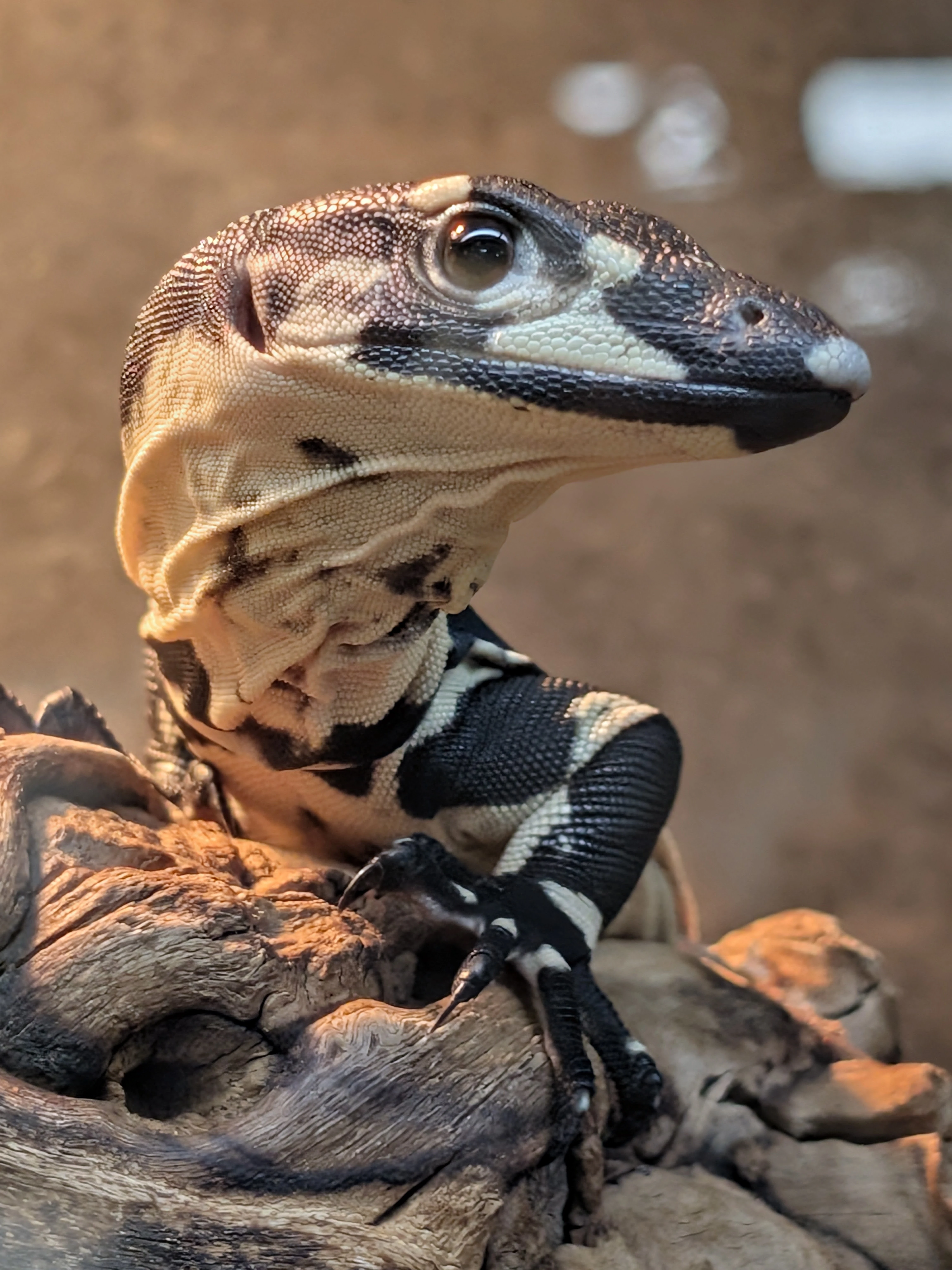 Lace monitor resting in a naturalistic enclosure with warm lighting